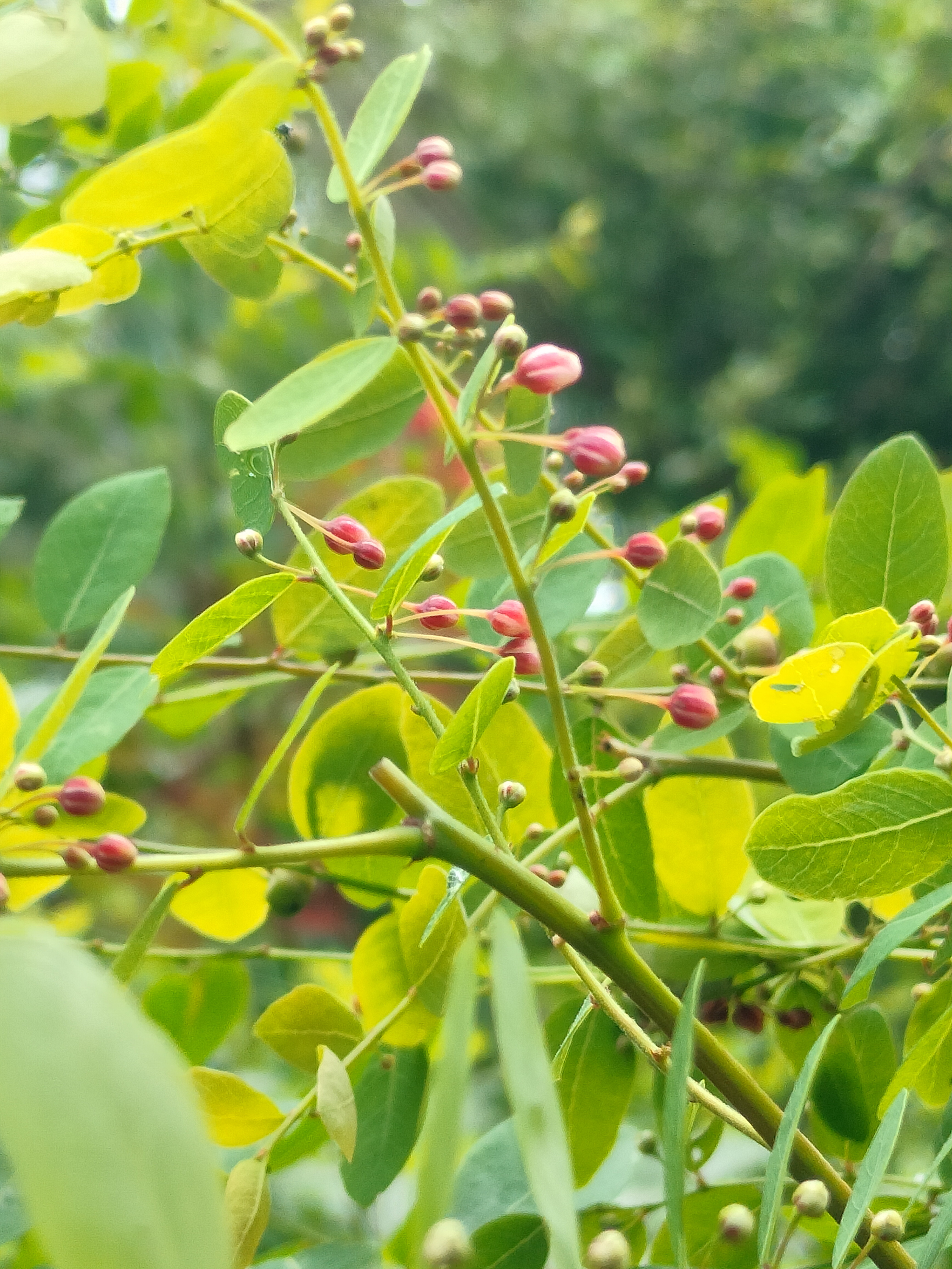 Quiet green village surroundings near Arambol Beach, North Goa