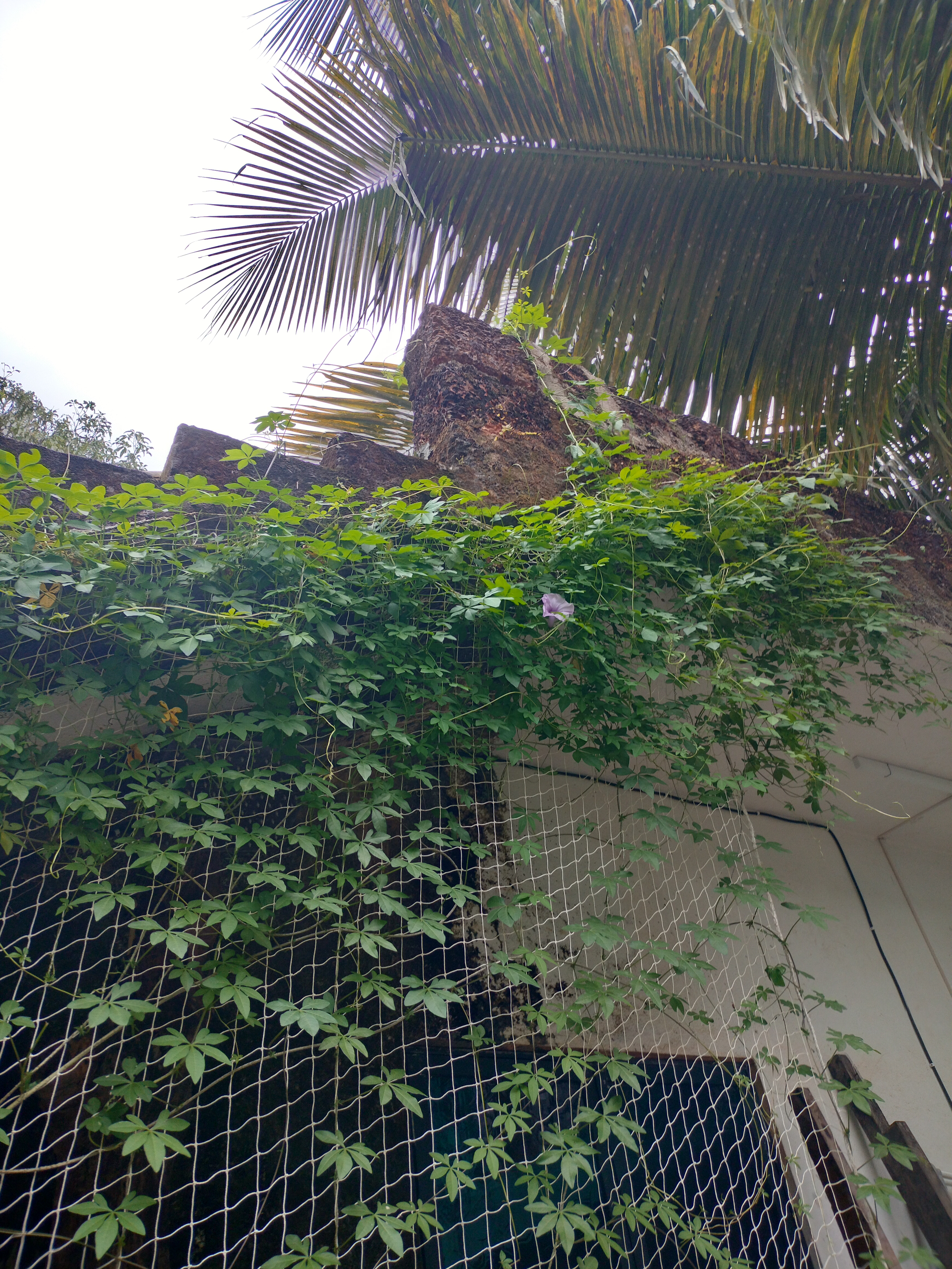 Backyard green space of an independent villa near Arambol beach